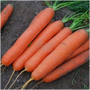 Морковь мананта