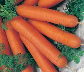 Морковь ромоса