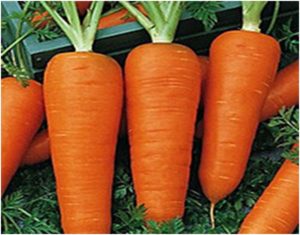 Морковь шантане 2461